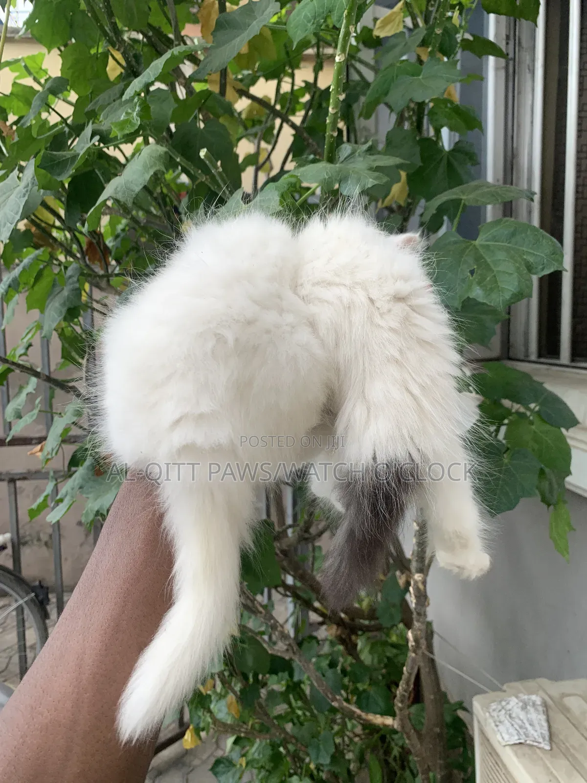 1-3 months Female Purebred Persian