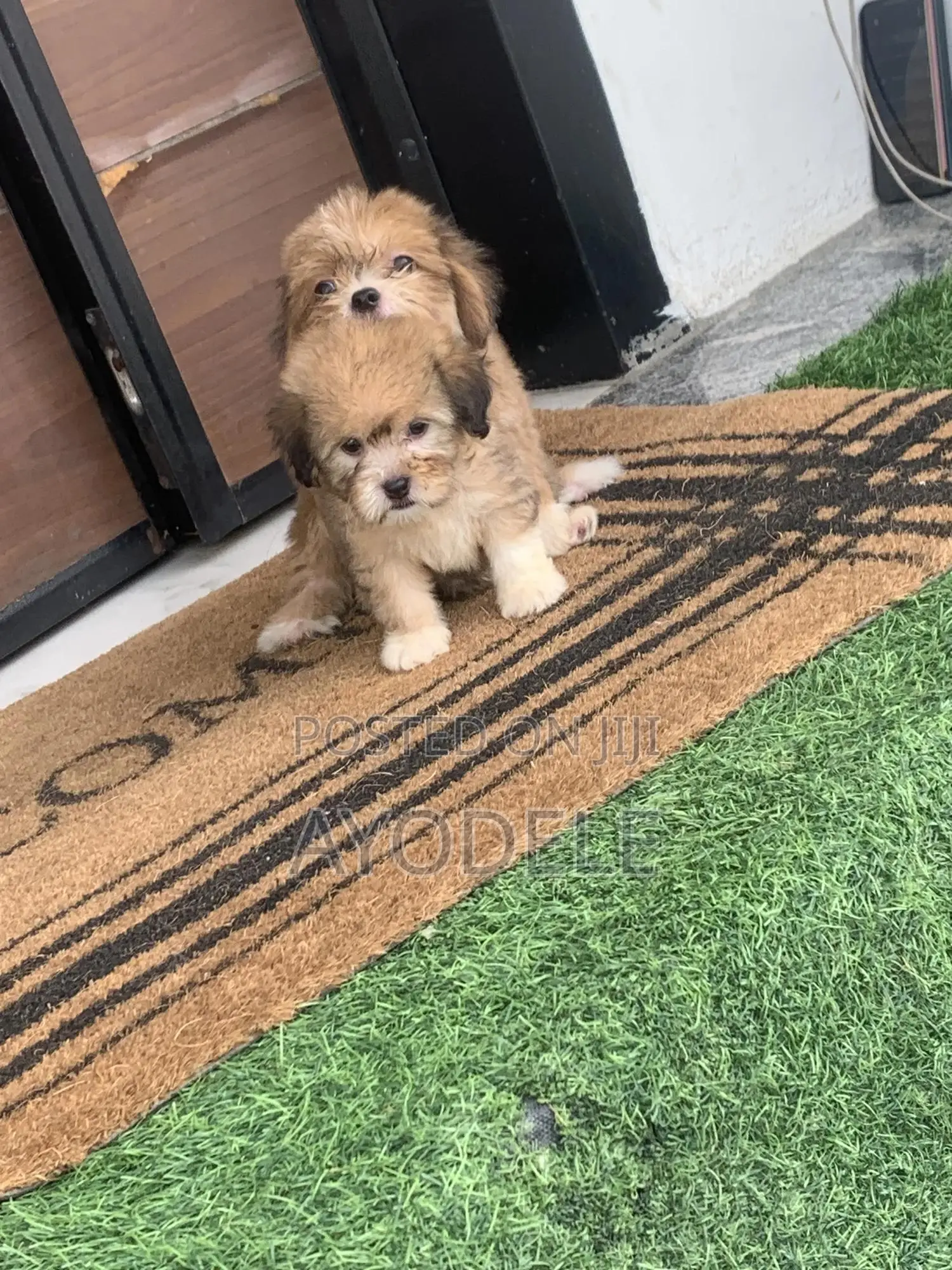 1-3 months Female Purebred Lhasa Apso
