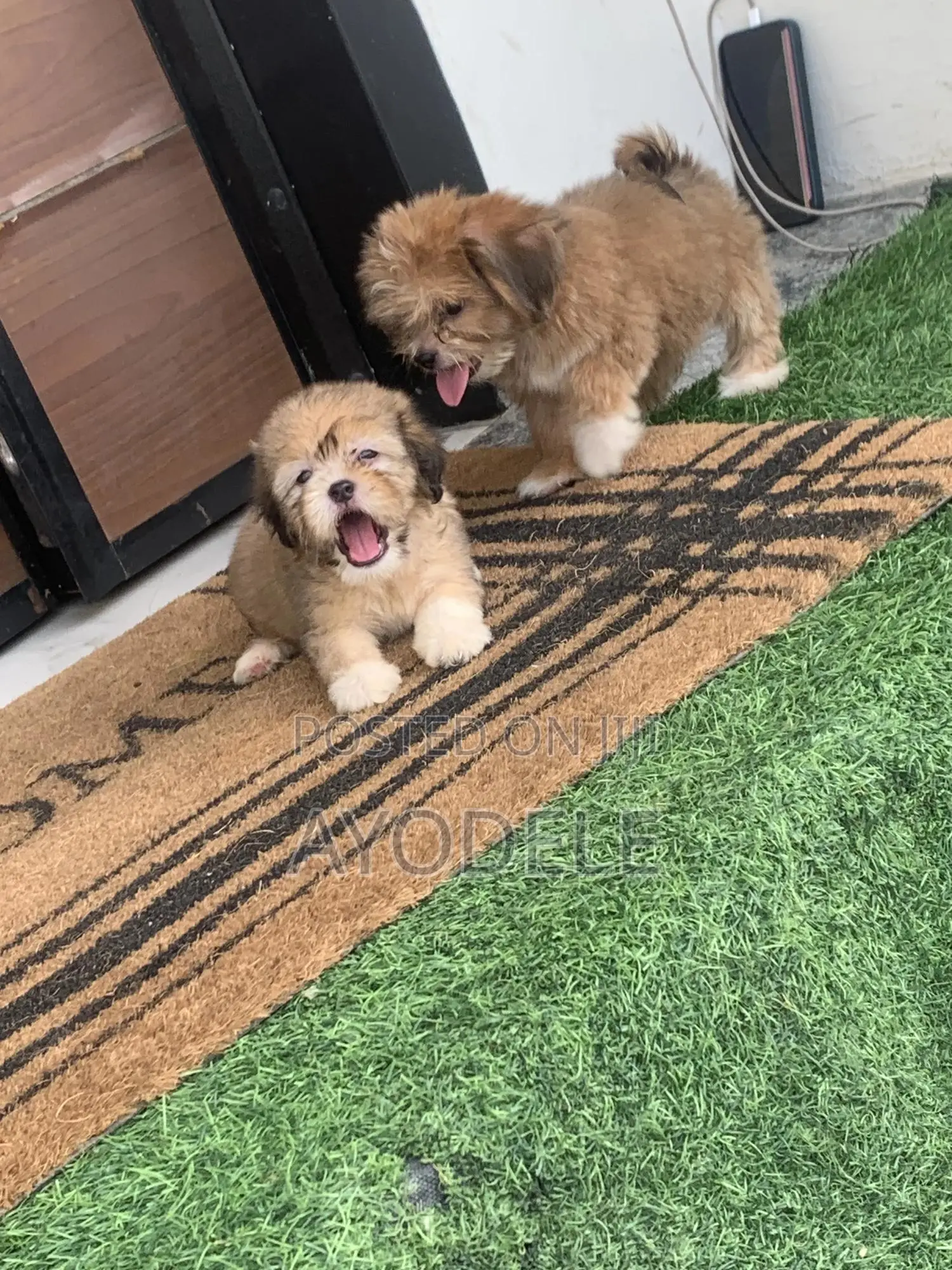 1-3 months Female Purebred Lhasa Apso
