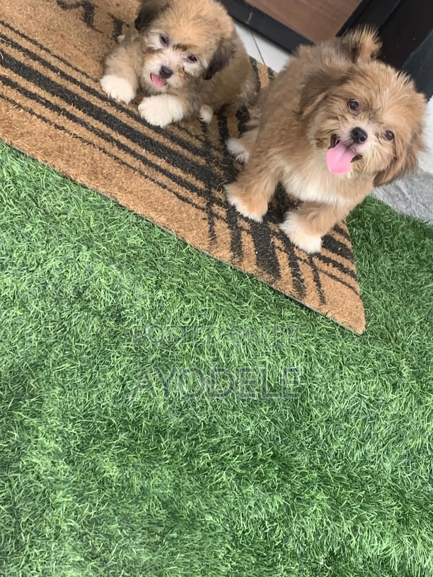 1-3 months Female Purebred Lhasa Apso