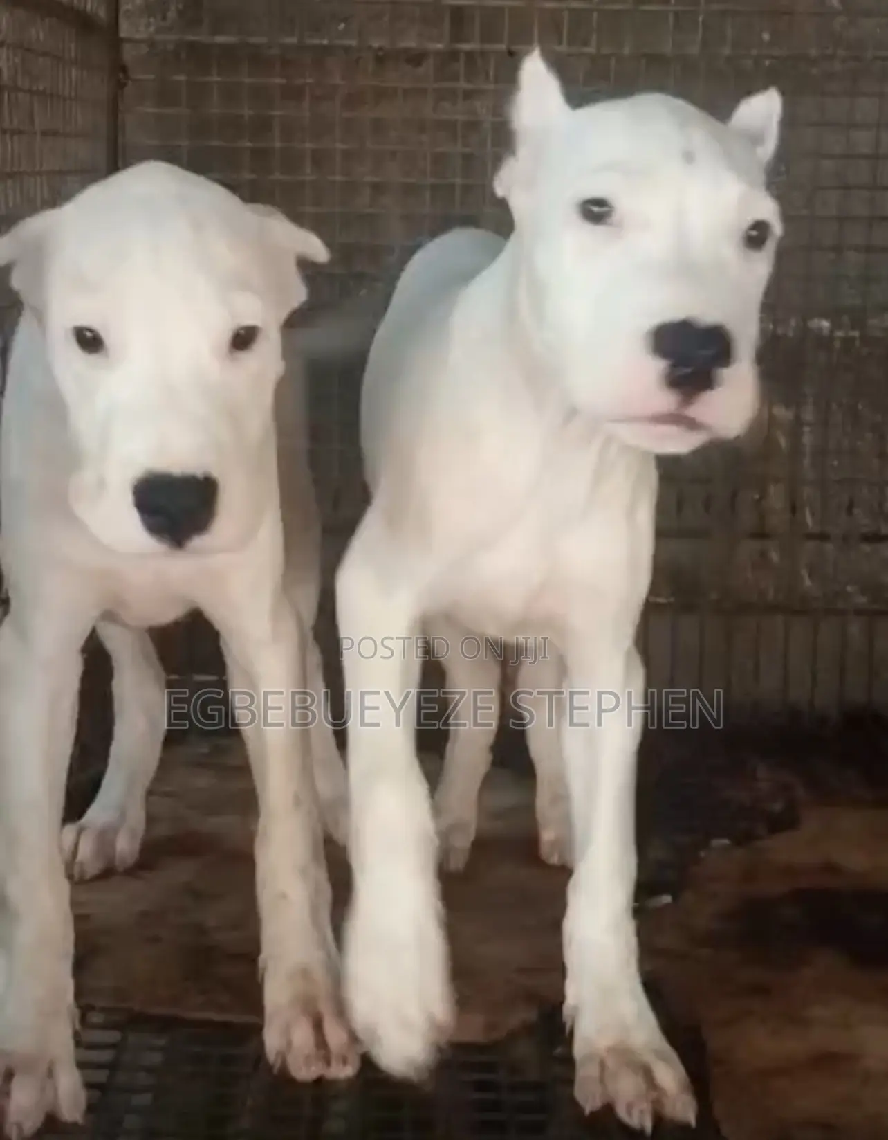3-6 months Female Purebred Dogo Argentino