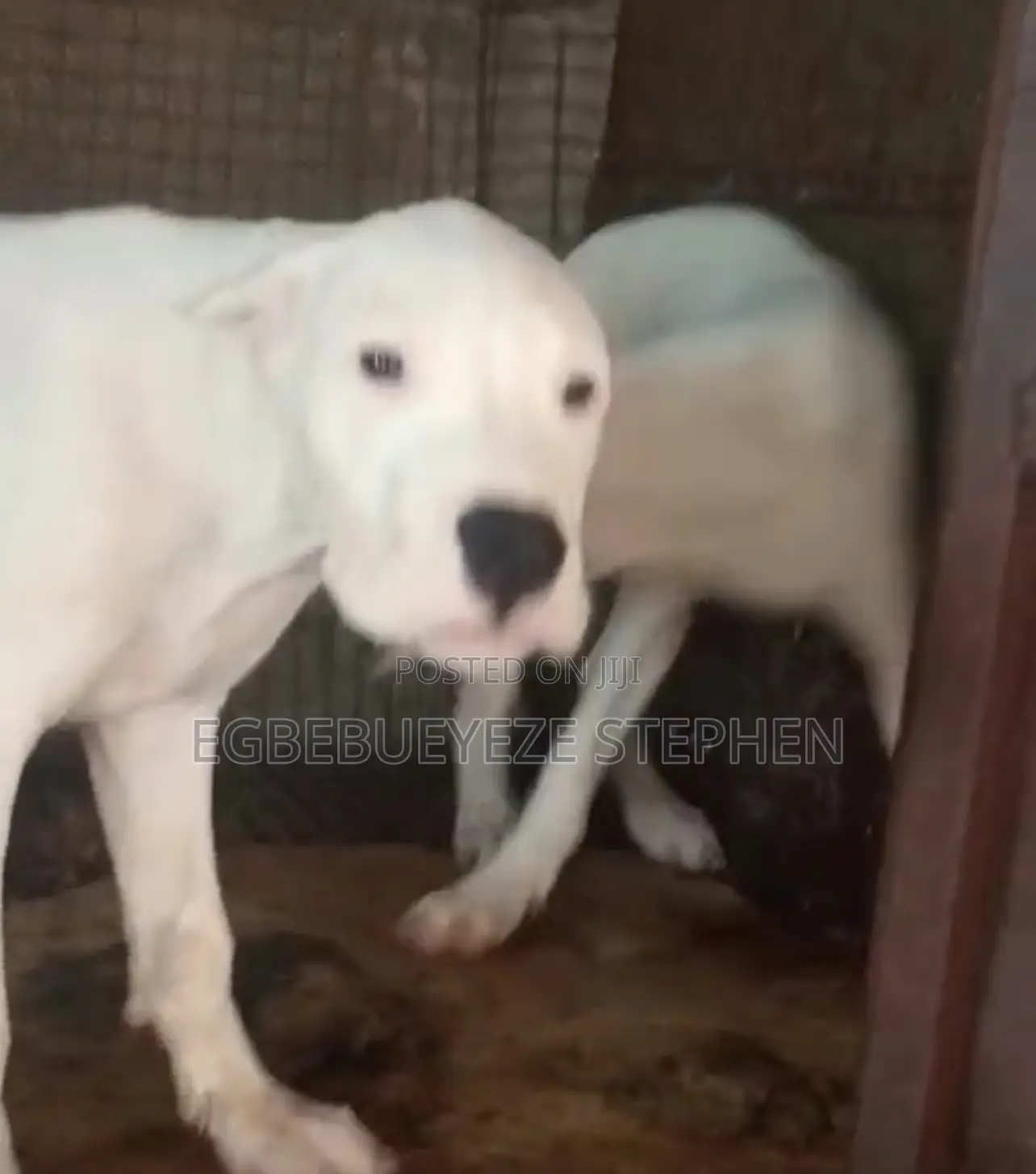 3-6 months Female Purebred Dogo Argentino