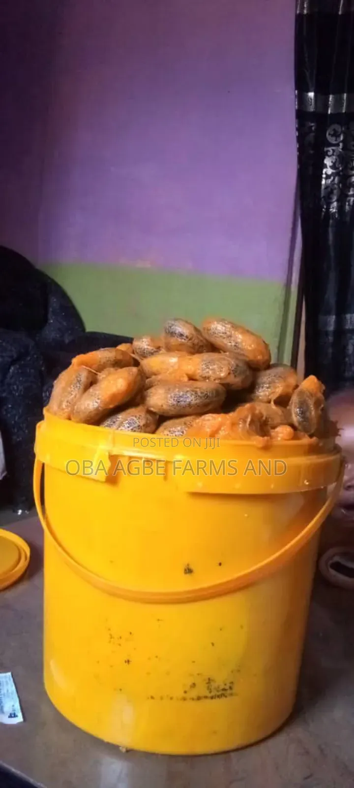 Ugwu Seeds (Fluted Pumpkin)