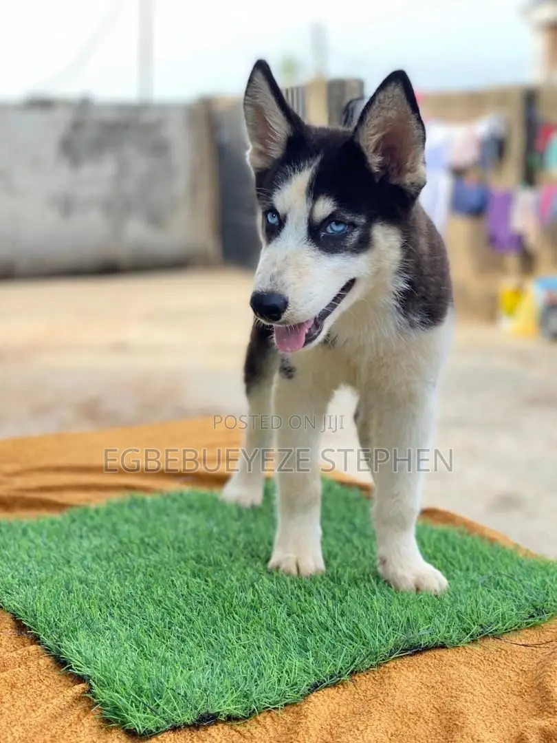 1-3 months Male Purebred Siberian Husky