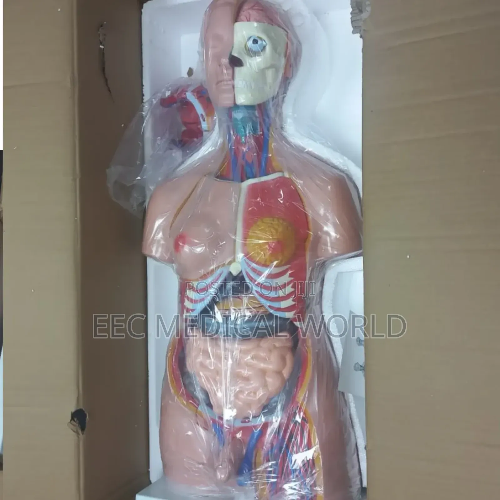 85cm Unisex Human Torso Model (Xc-204)