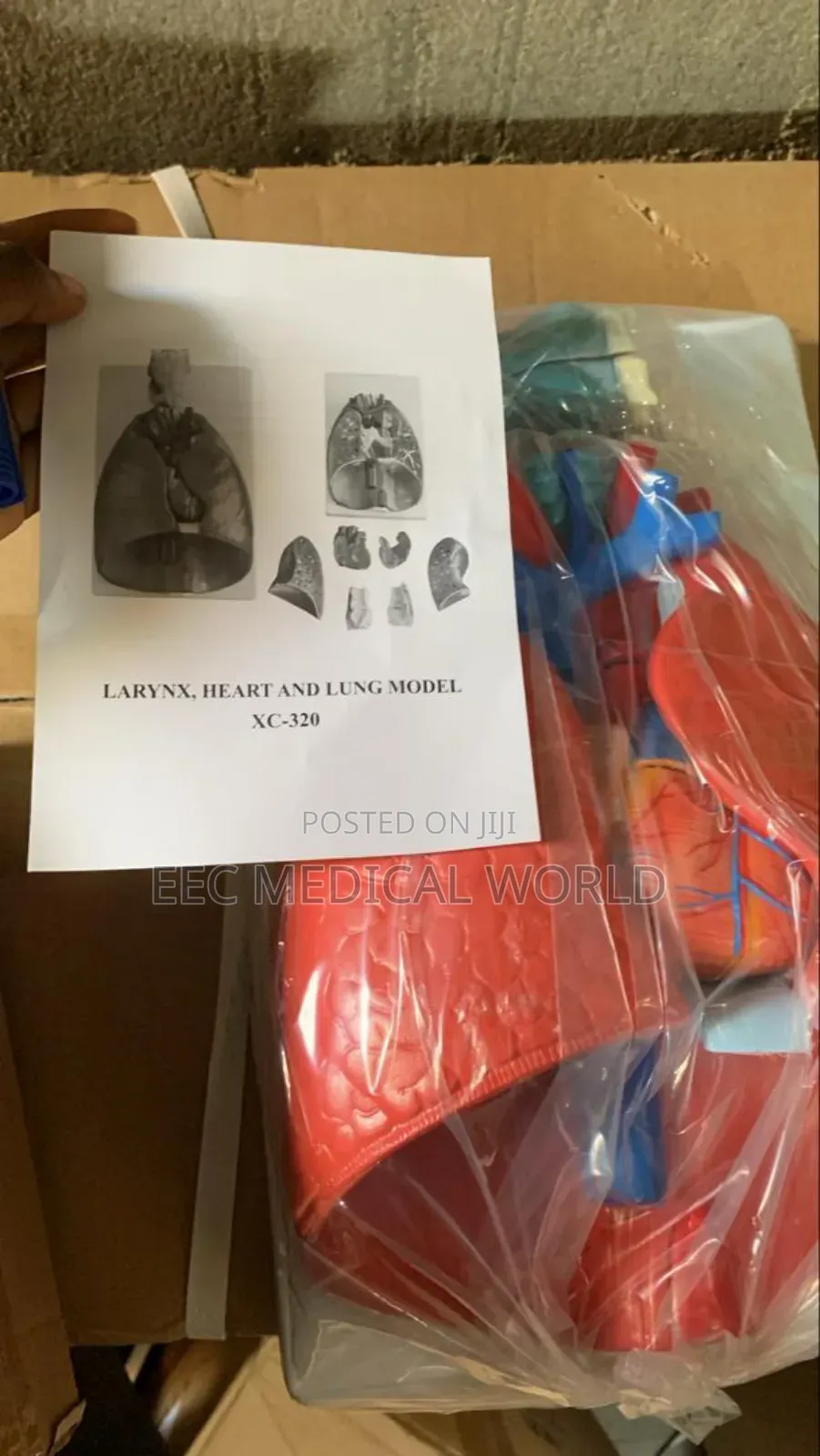 Larynx, Heart and Lung Model Xc-320