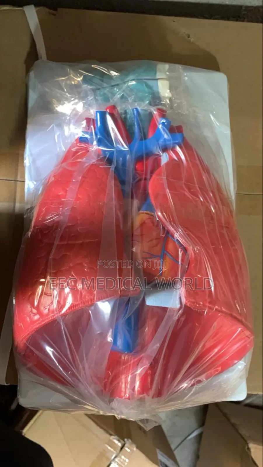 Larynx, Heart and Lung Model Xc-320