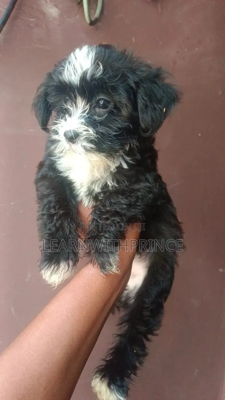 1-3 months Female Purebred Lhasa Apso