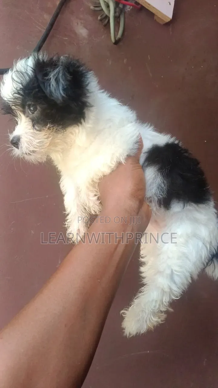 1-3 months Male Purebred Lhasa Apso