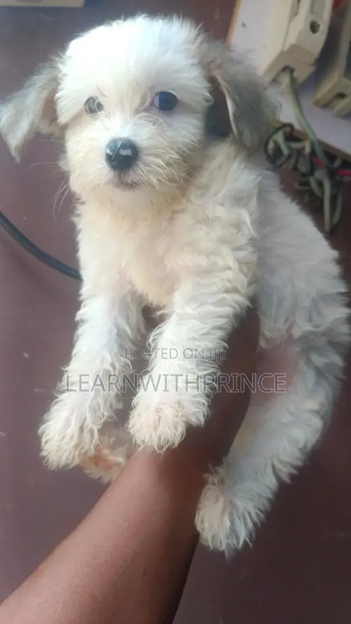 1-3 months Male Purebred Lhasa Apso