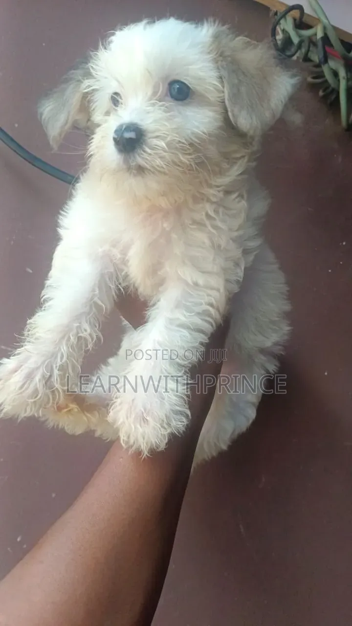1-3 months Male Purebred Lhasa Apso