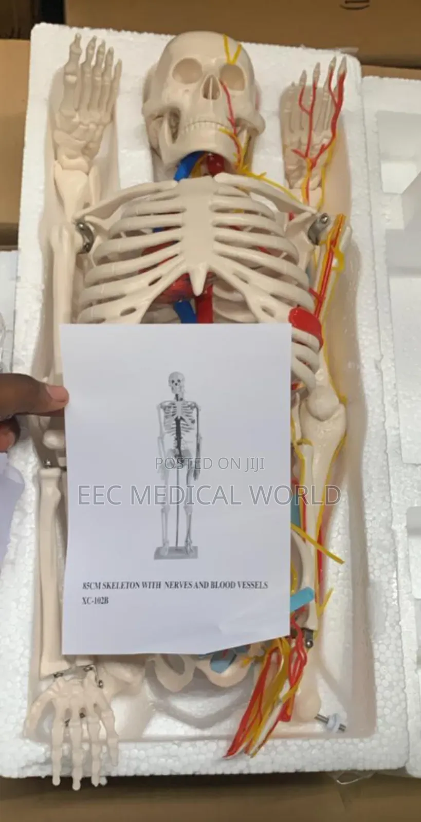 85cm Skeleton With Nerves and Blood Vessels Xc-102b