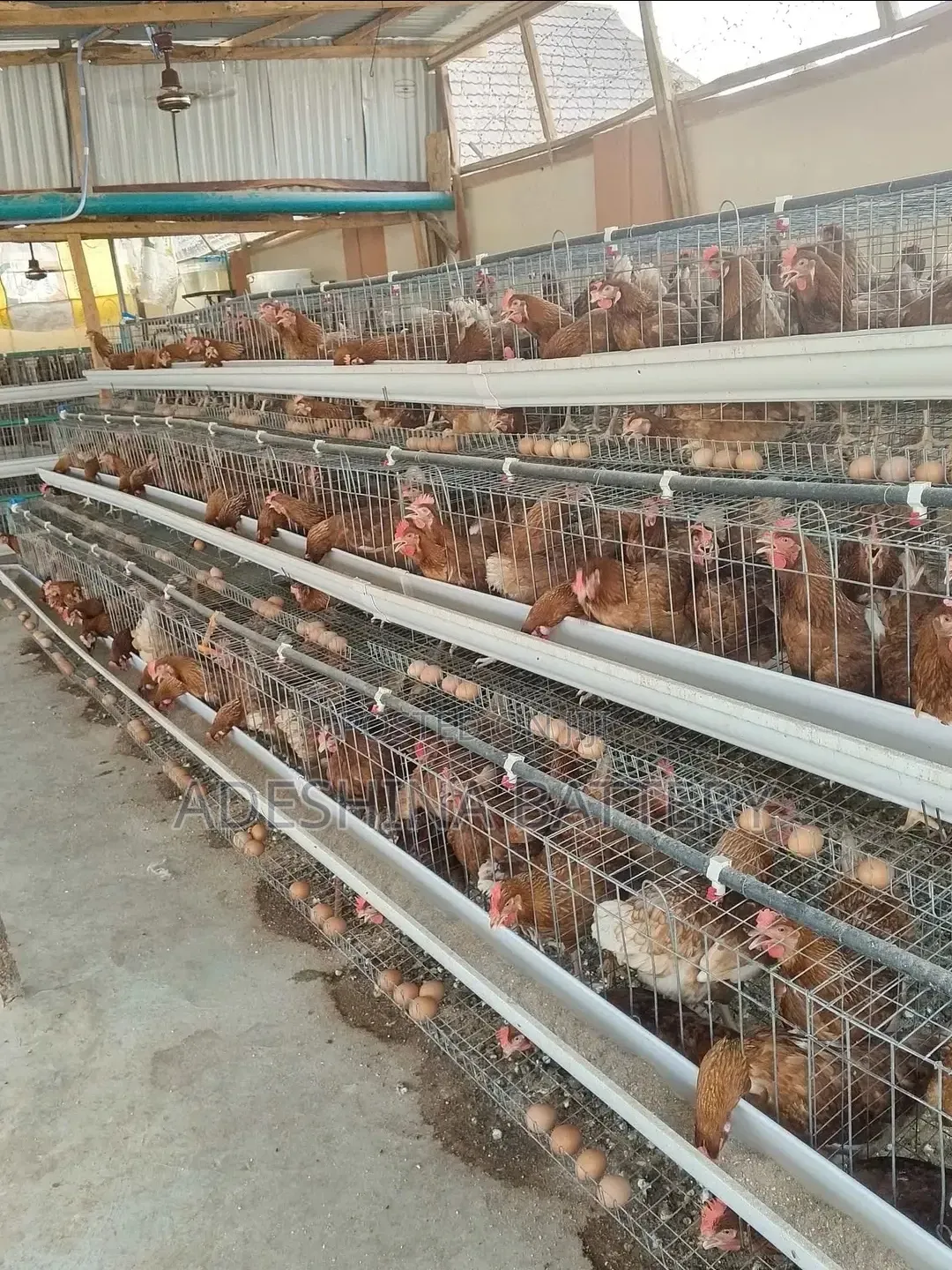 Live Chickens Cages