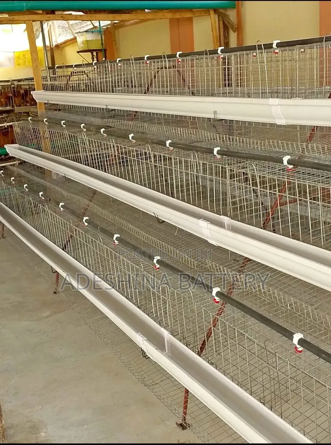 Live Chickens Cages