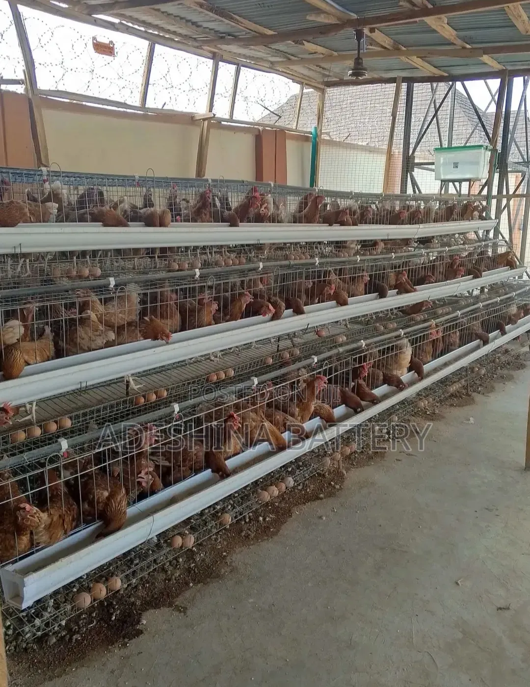 King Battery Cage