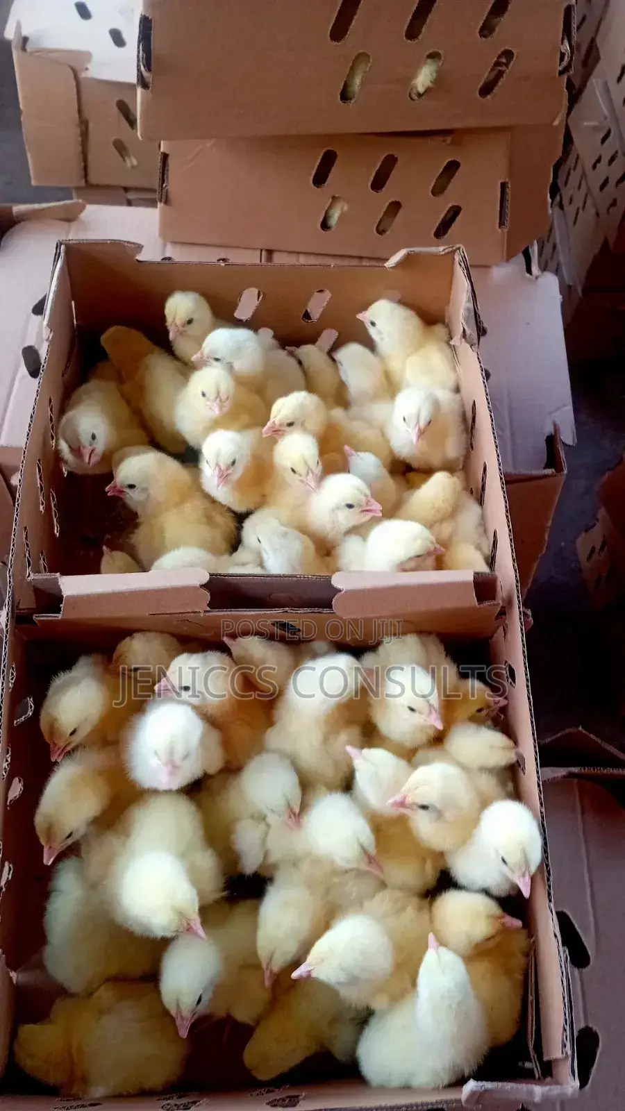 Agrited Day Old Chicks
