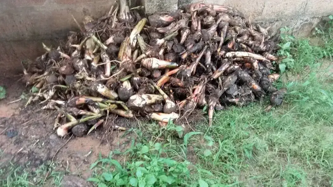 Hybrid Plantain Suckers