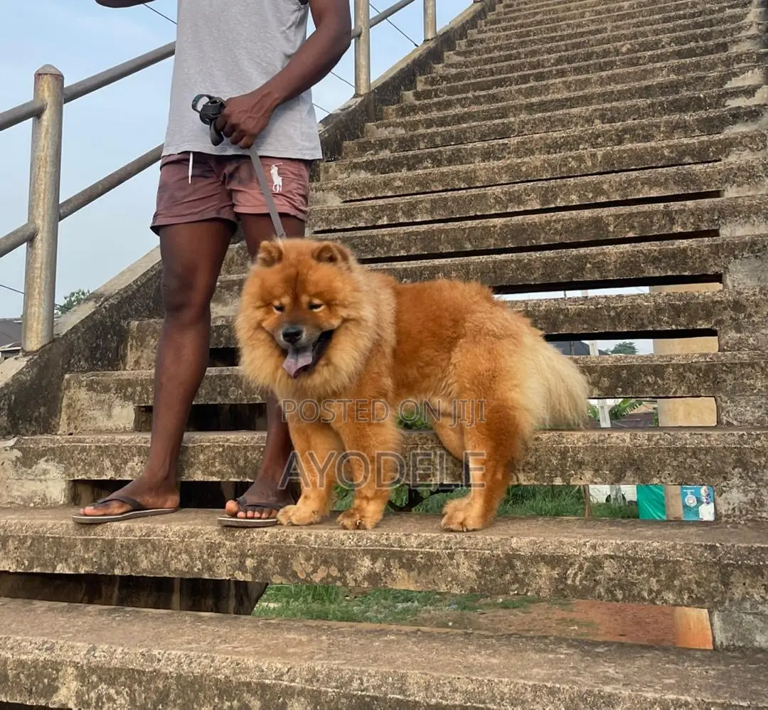 1+ year Male Purebred Chow Chow