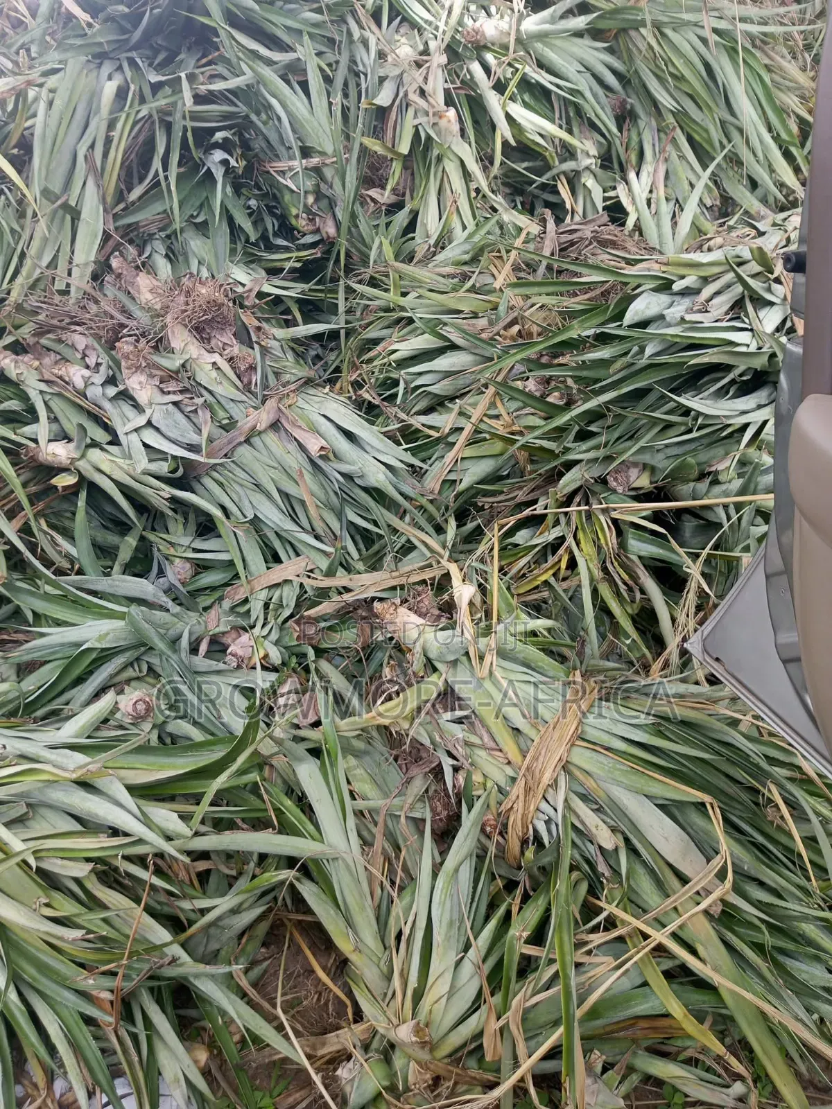Hybrid Pineapple Suckers