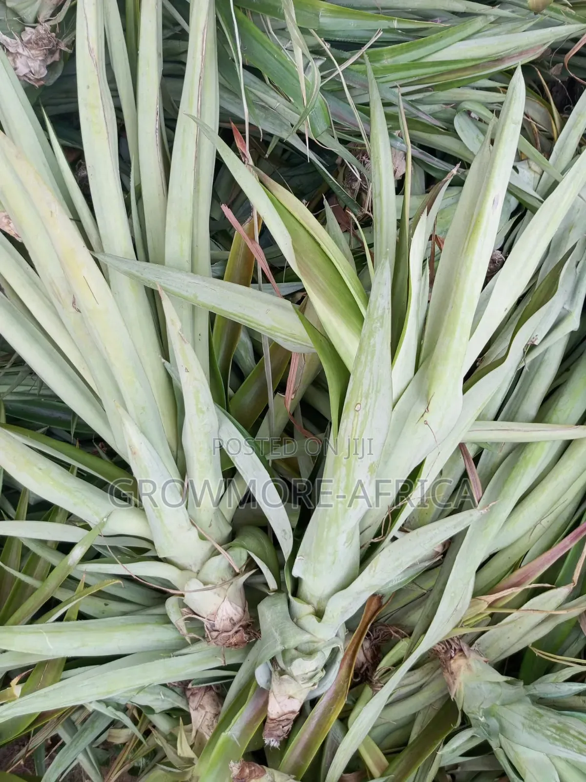 Hybrid Pineapple Suckers