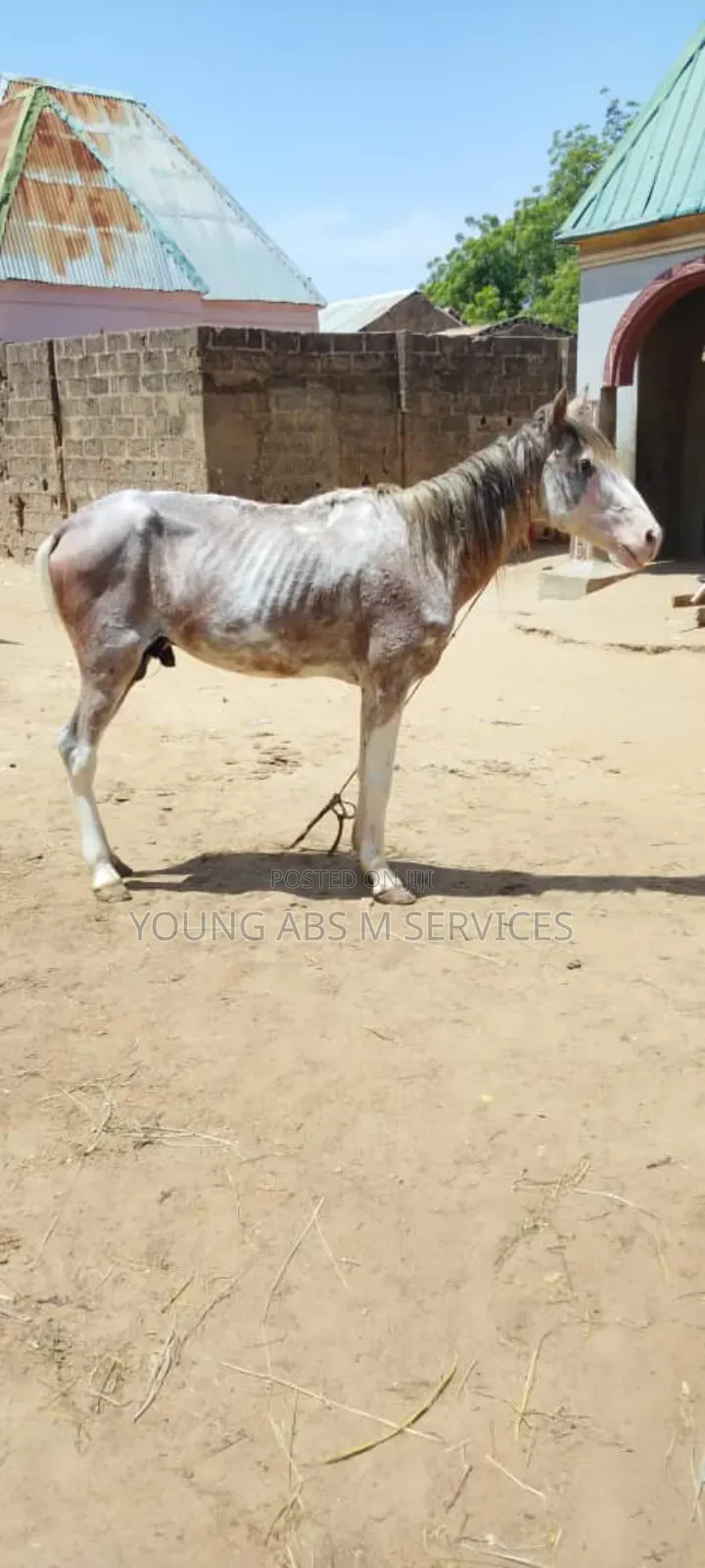 Healthy Horse