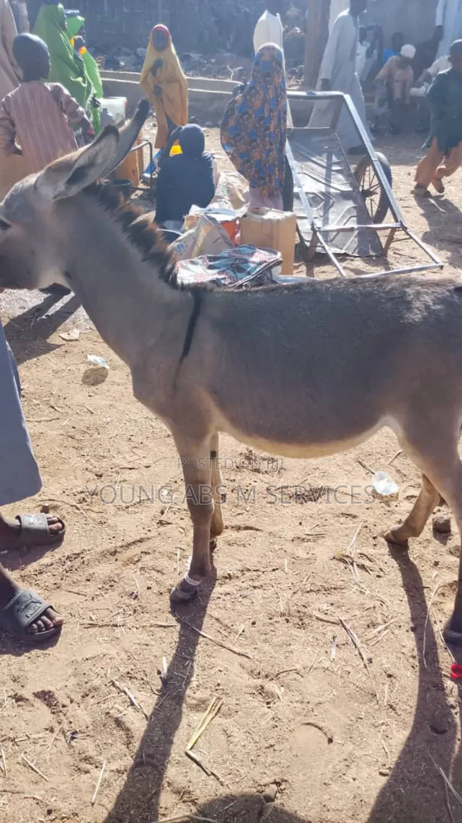 Female Donkey