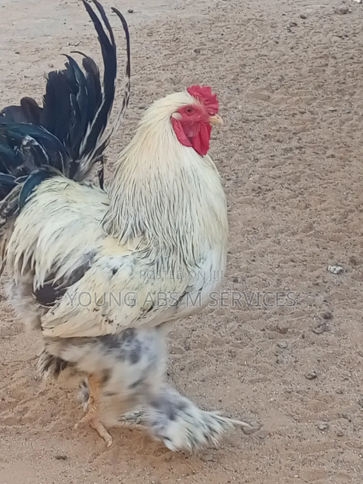 Brahma Chicken
