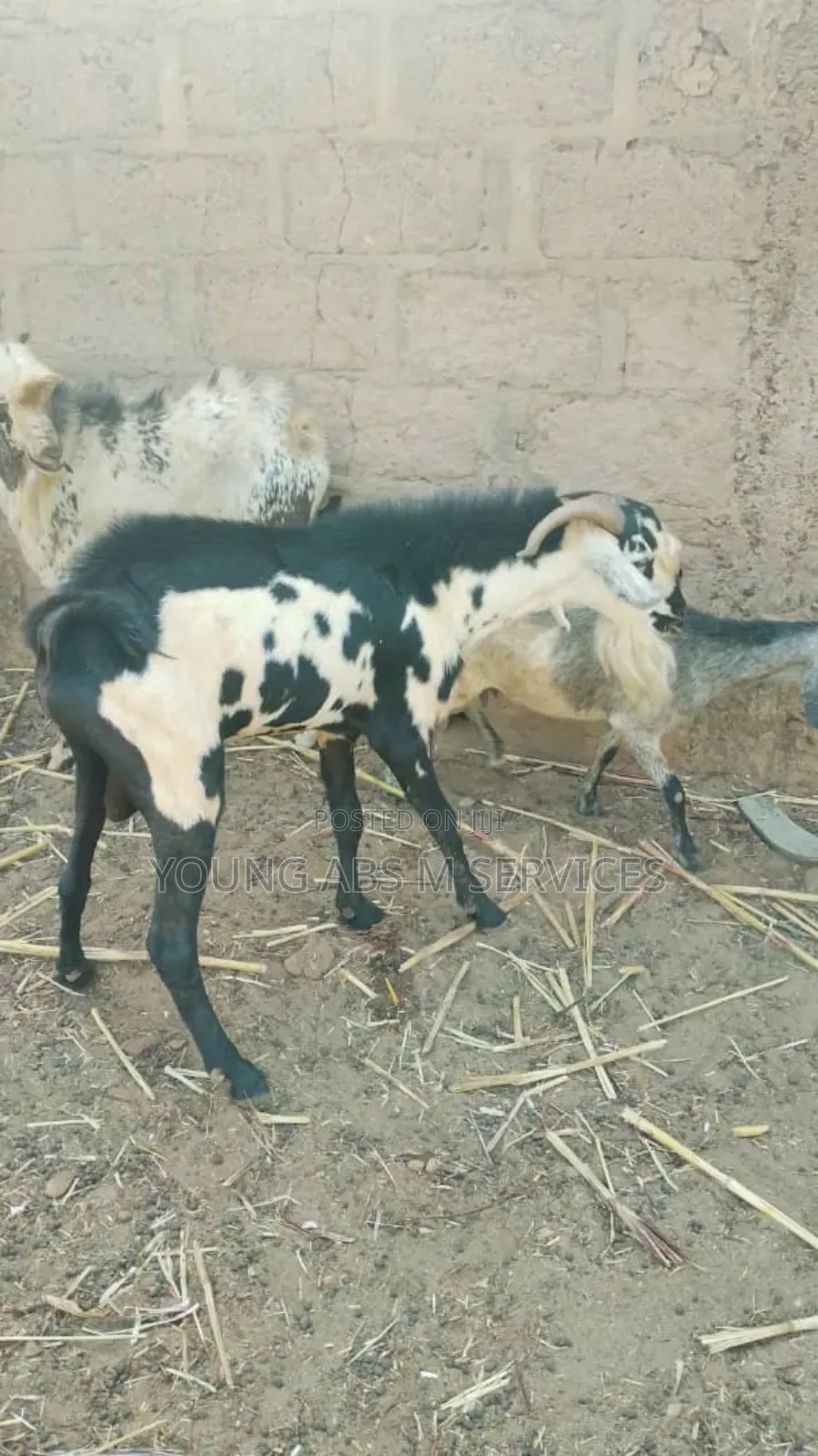 Sahilian Goats