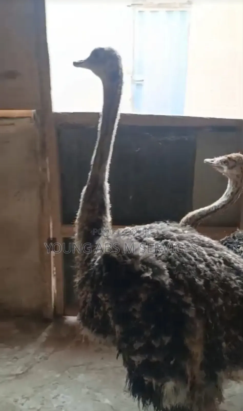 Two Months Old Ostrich