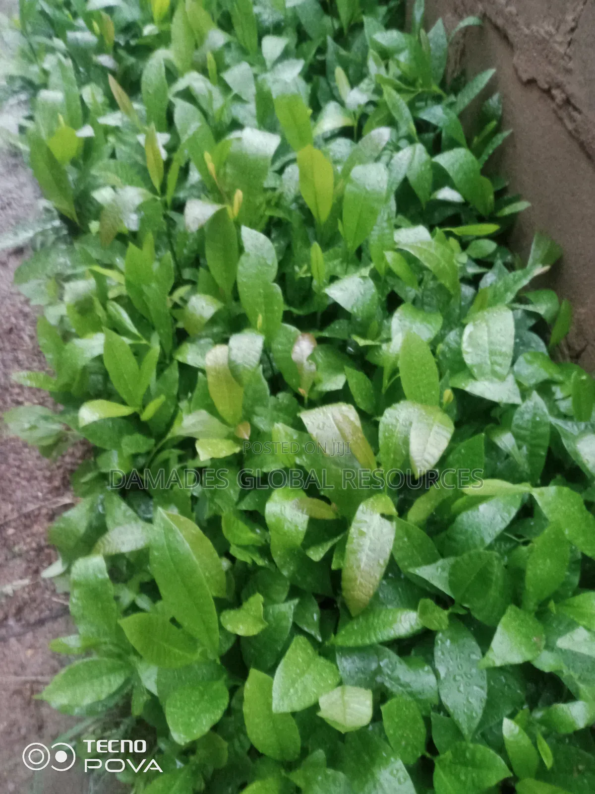 Hybrid Cashew Seedlings
