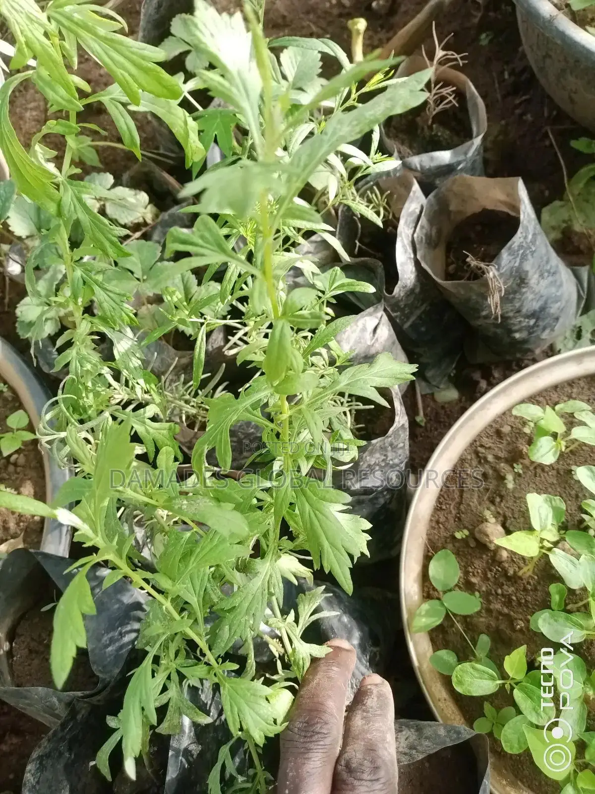 Mugwort Plant Seedlings