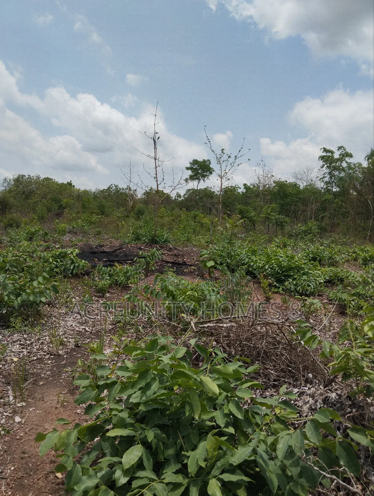 58 Acres of Farmland Available, Alagbede Village, Iseyin, Oyo State
