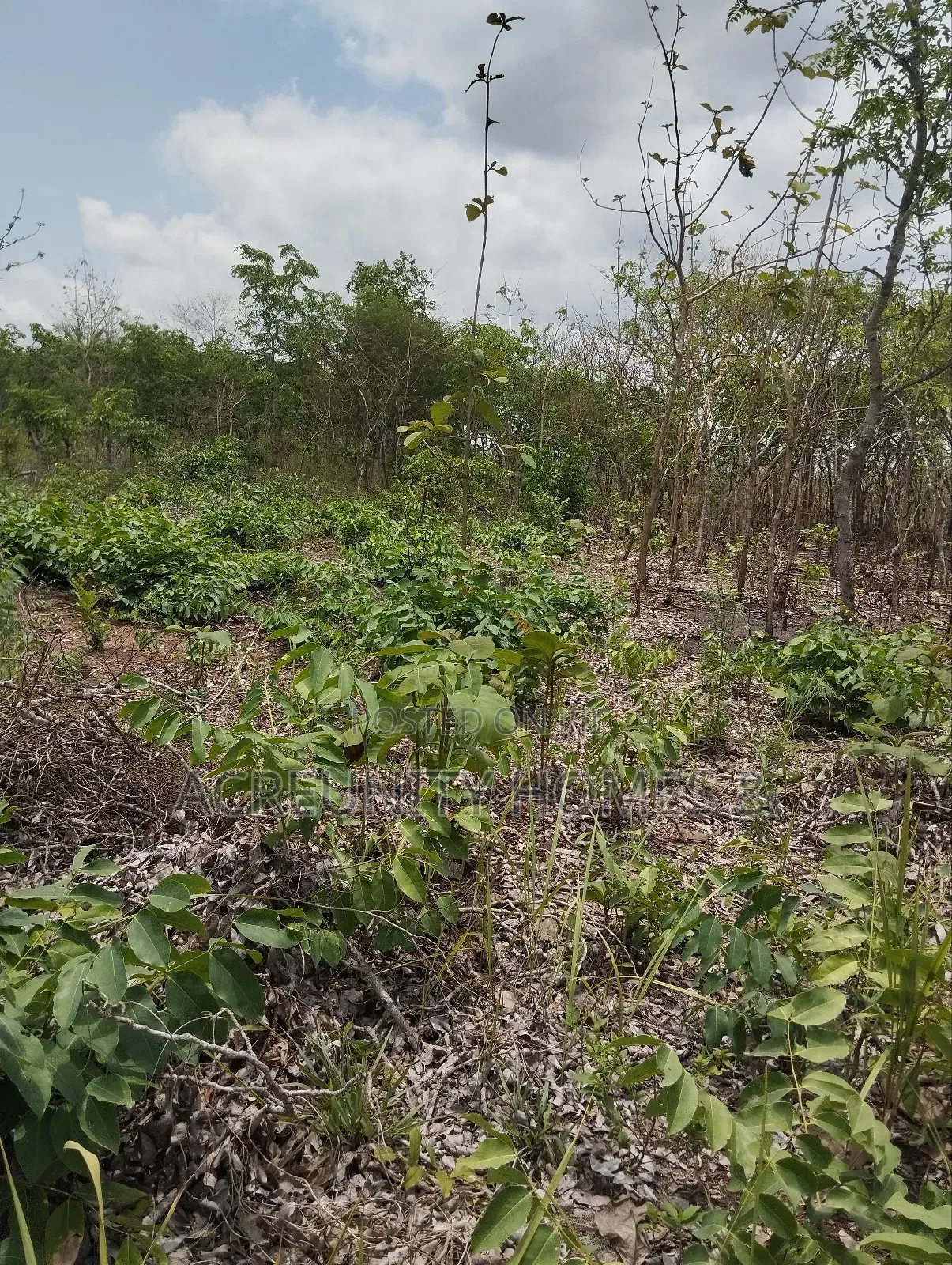 58 Acres of Farmland Available, Alagbede Village, Iseyin, Oyo State