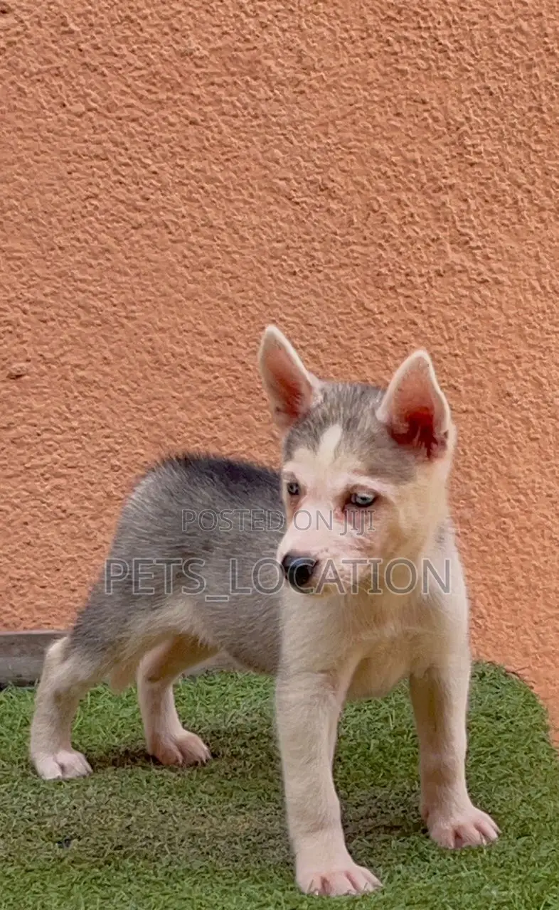 1-3 months Female Purebred Siberian Husky