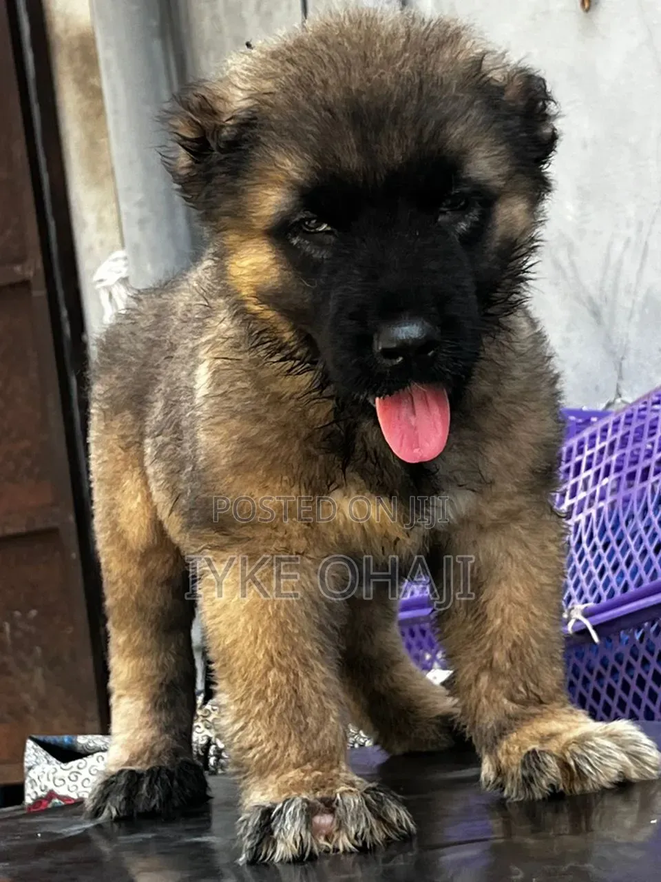 1-3 months Female Purebred Caucasian Shepherd