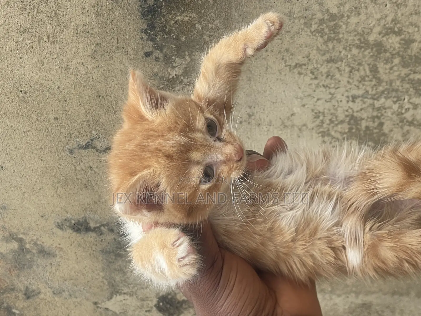 1-3 months Male Purebred Turkish Angora