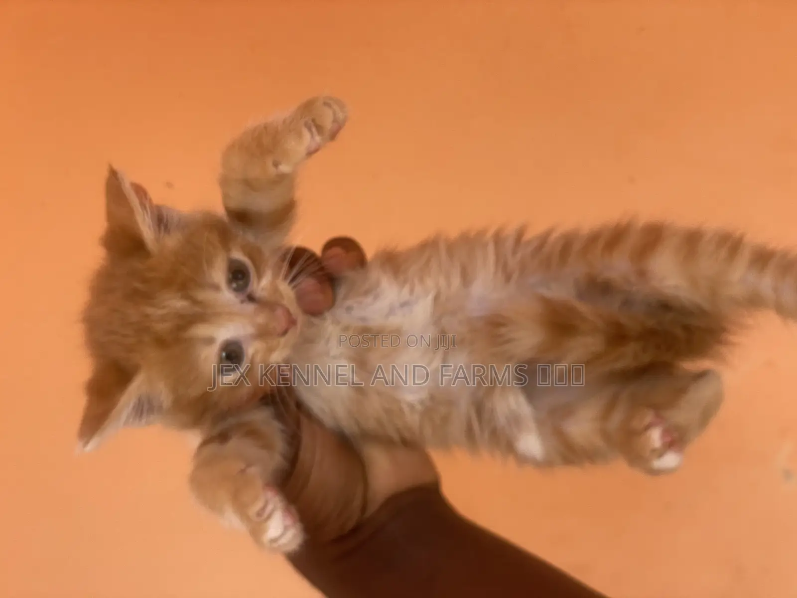 1-3 months Male Purebred Turkish Angora