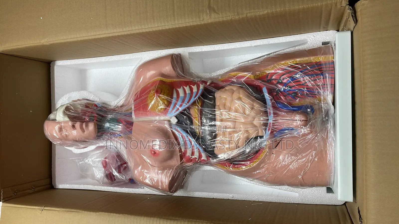 Human Body Torso