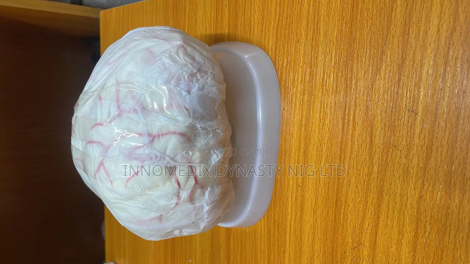 Brain Model