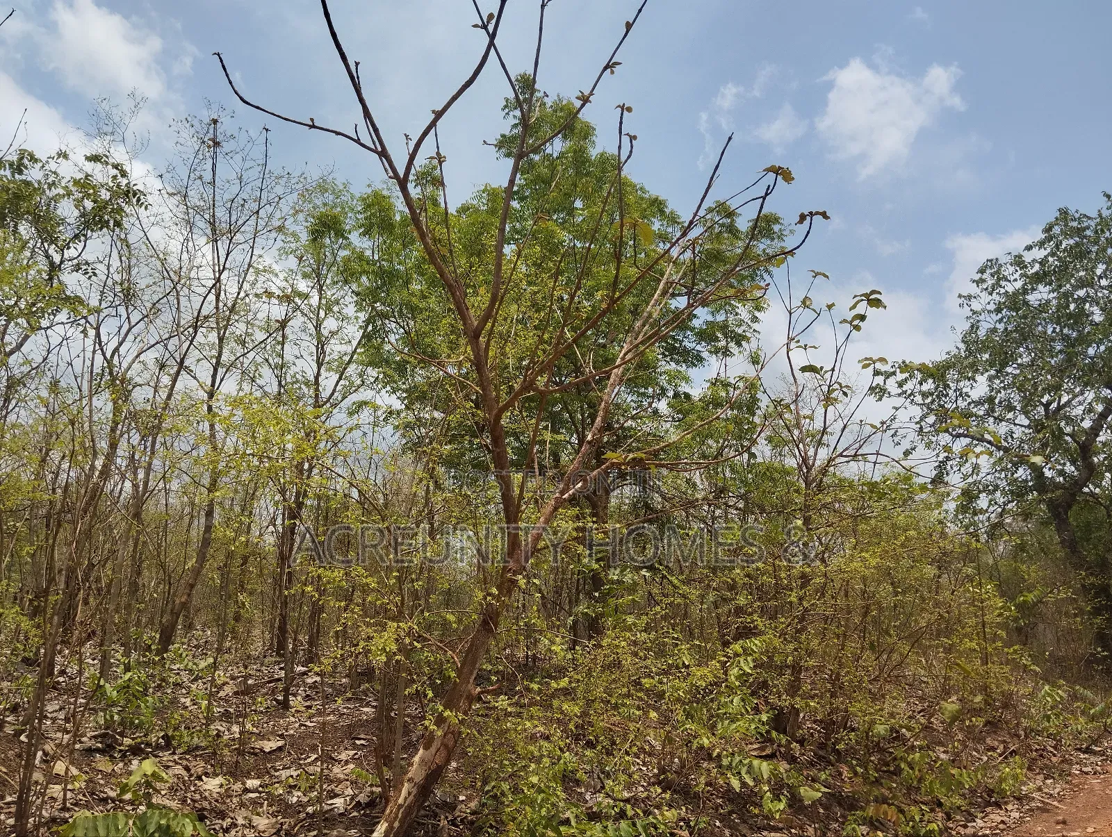 500 Acres of Fertile Farmland for Sale in Kisanija, Okeho (Kajola Lga)