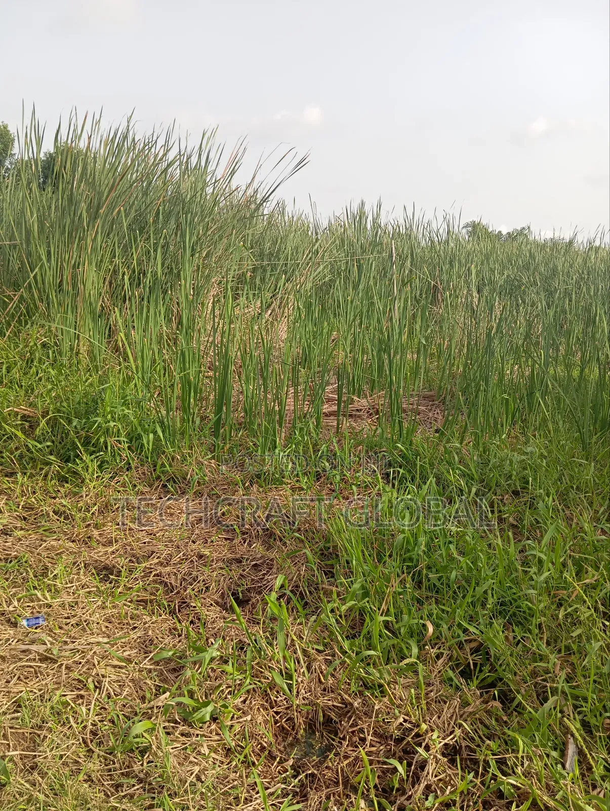 Fastest Finger Up for Grab Buy Build Land for Sale in Sangotedo