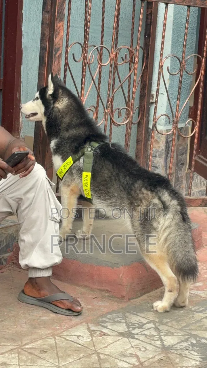 1+ year Male Purebred Siberian Husky