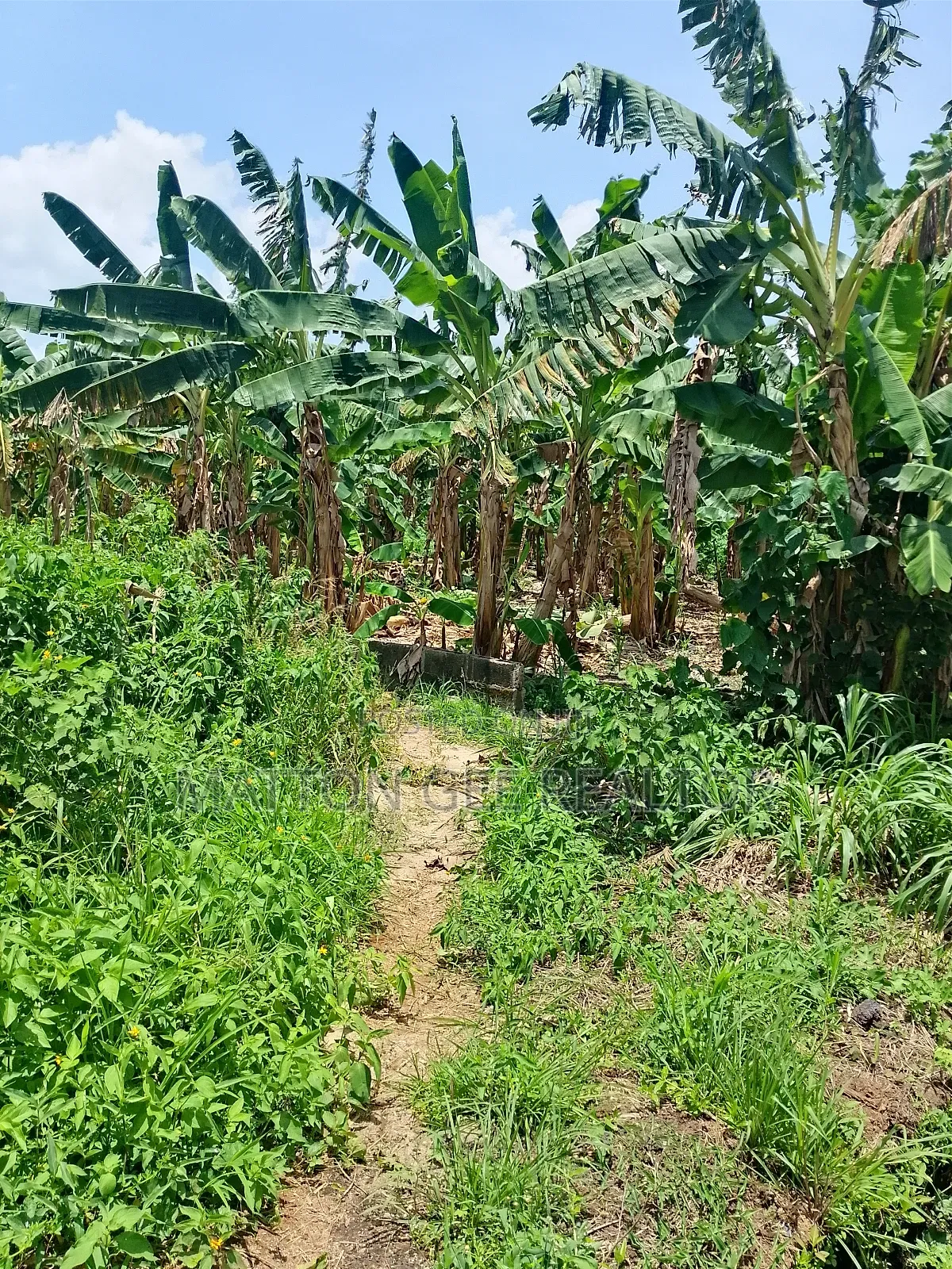 Virgin Land