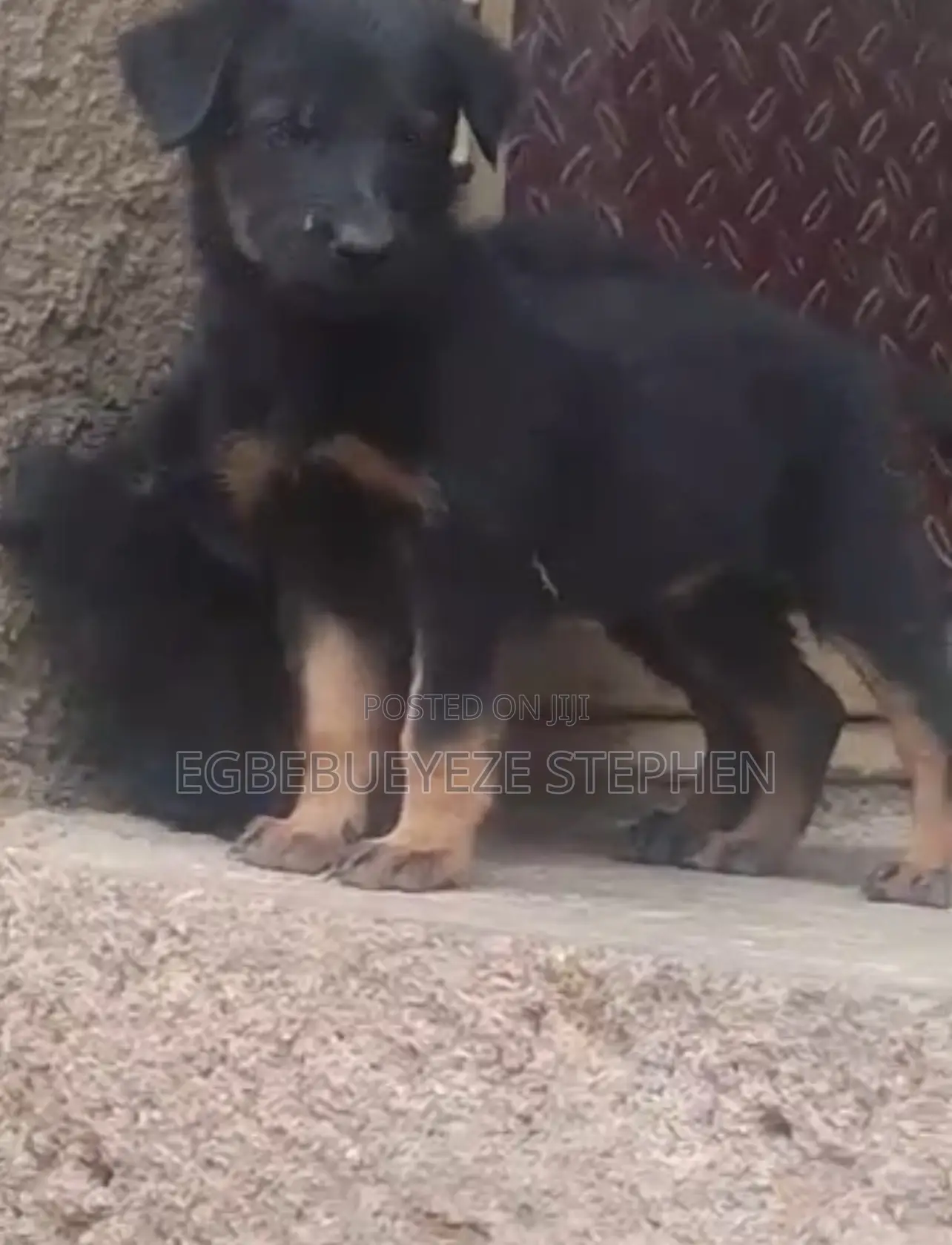 1-3 months Male Purebred German Shepherd