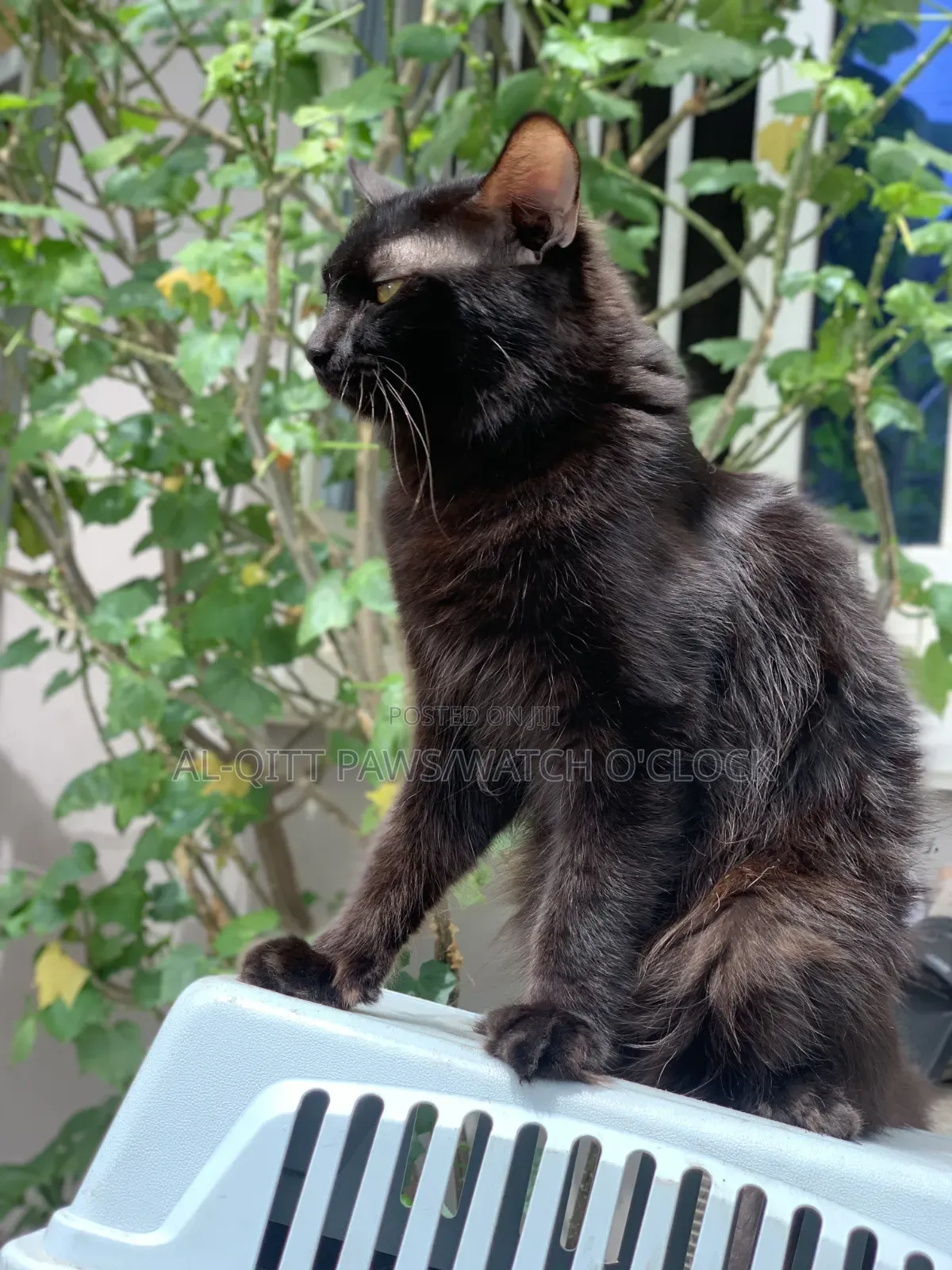 1+ year Male Purebred Turkish Angora