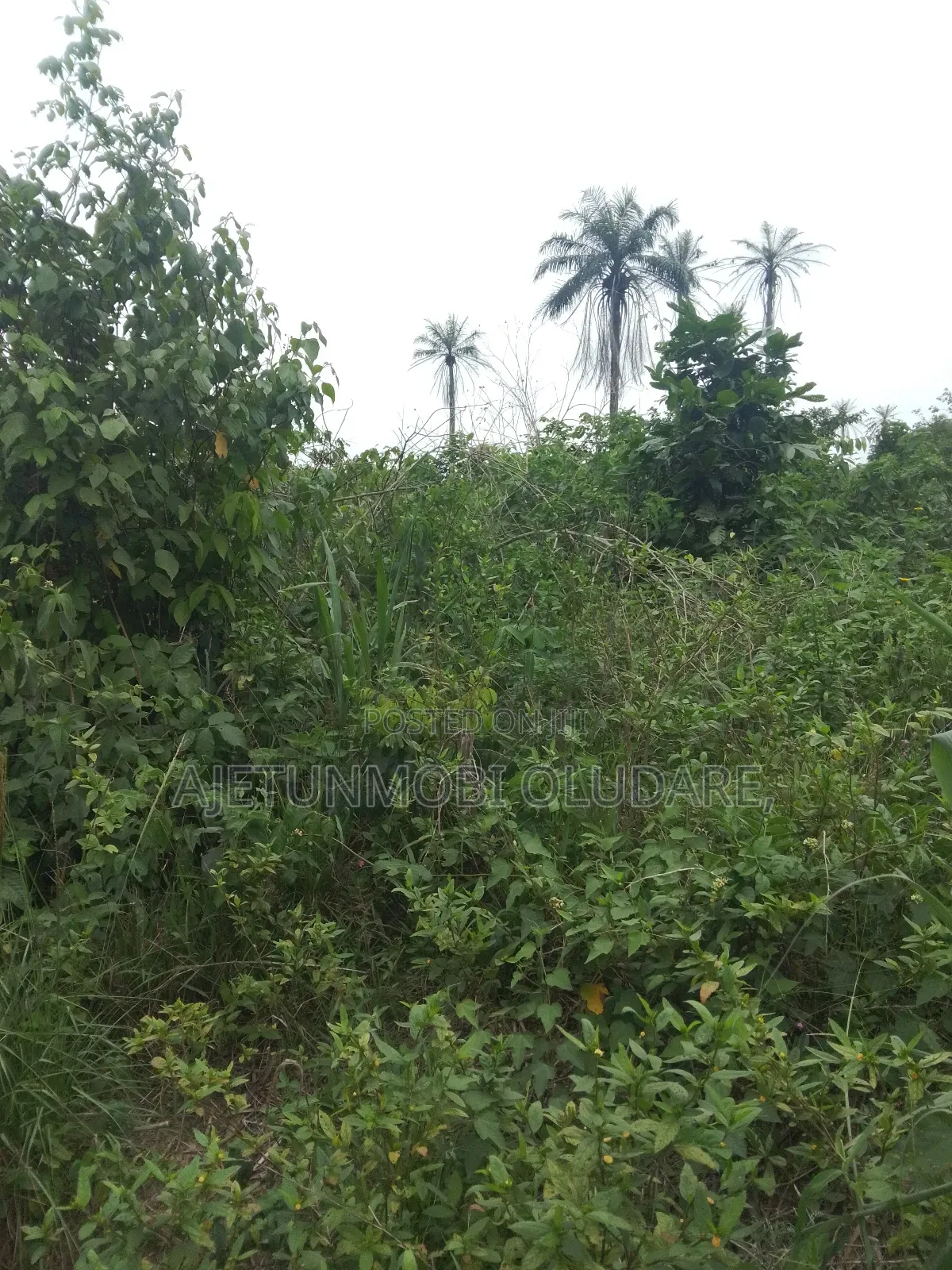 200 Plots of Farmland for Sale