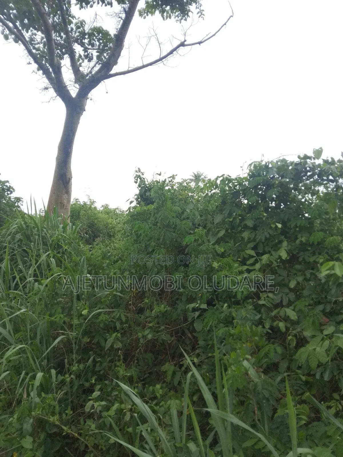 200 Plots of Farmland for Sale