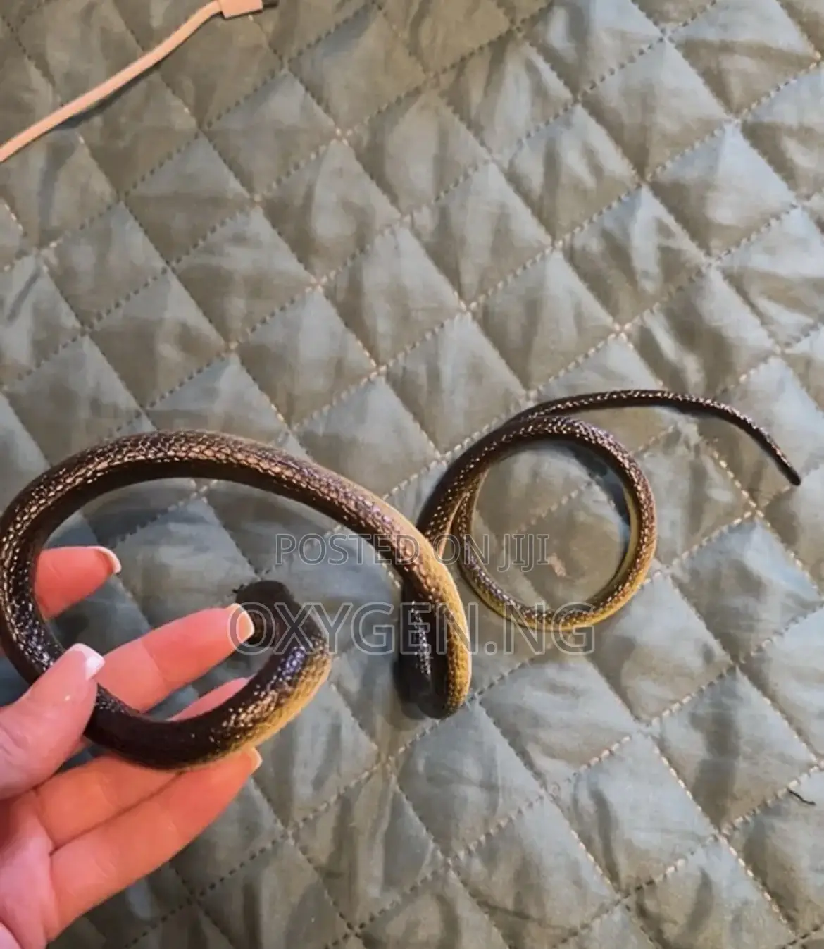 Realistic Toy Snake for Pranks