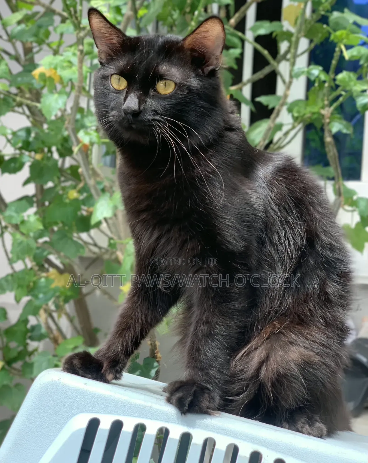 1+ year Male Purebred Turkish Angora