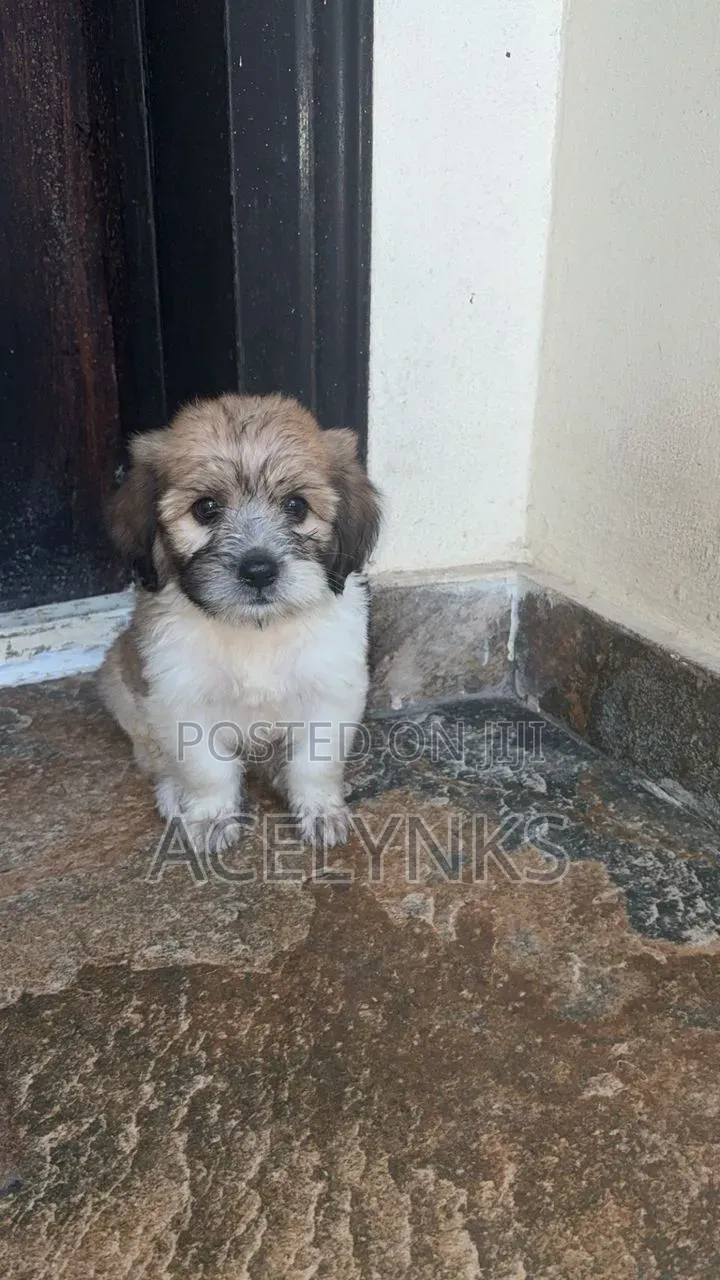 1-3 months Female Purebred Lhasa Apso